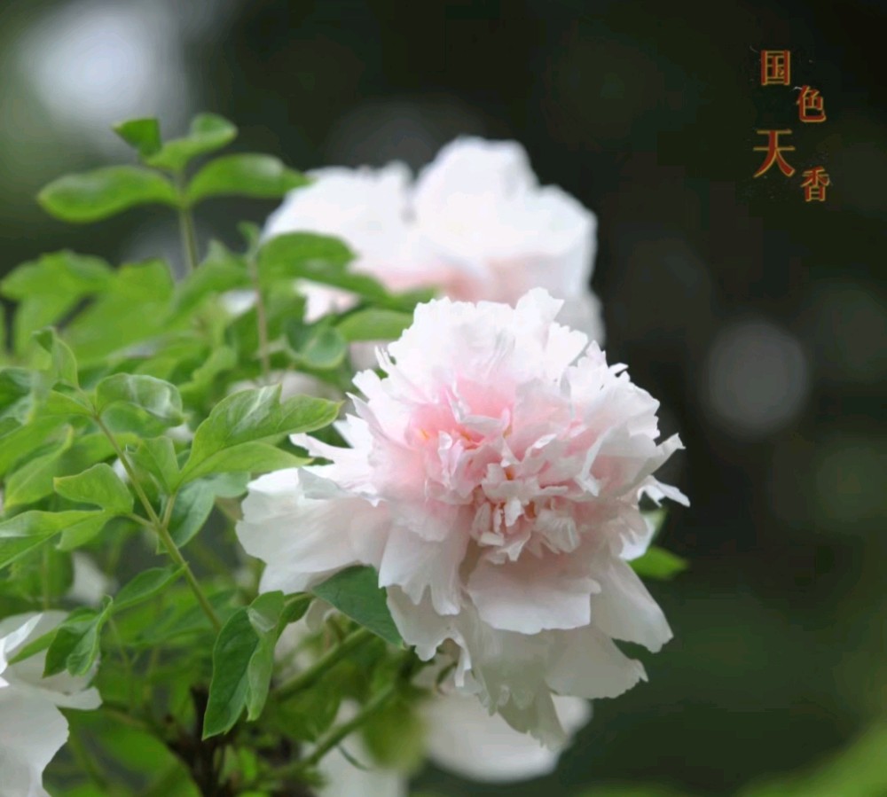 《牡丹十八拍》（图3）