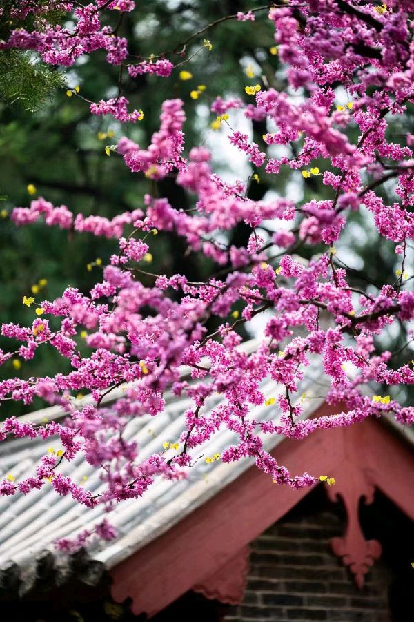 生如夏花(图2)