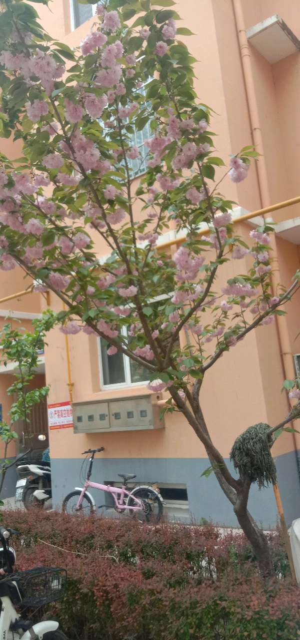 生如夏花(图3)