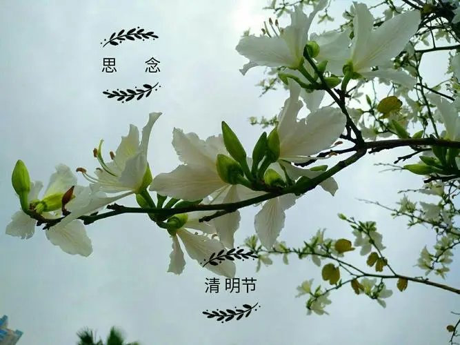 生查子-清明思念～词||燕鹰（图9）