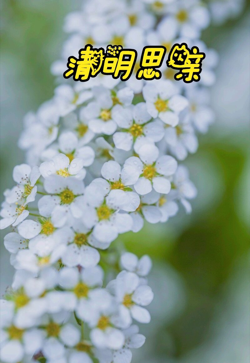 生查子-清明思念～词||燕鹰（图8）