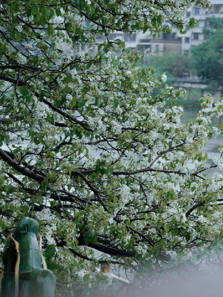 七绝-咏梨花～诗||雅轩琴韵（图10）