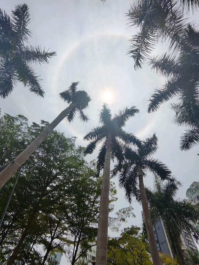 荐赏:龙年龙月龙时//文:阿琼//《华夏诗词》征稿//都市头条(图7)