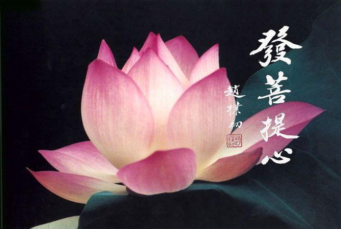 【新山东文学社】《菩提心》作者/考拉 主播/远方（图4）