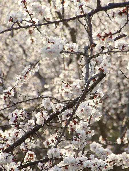 《七律 杏花》文/高敬求（图3）