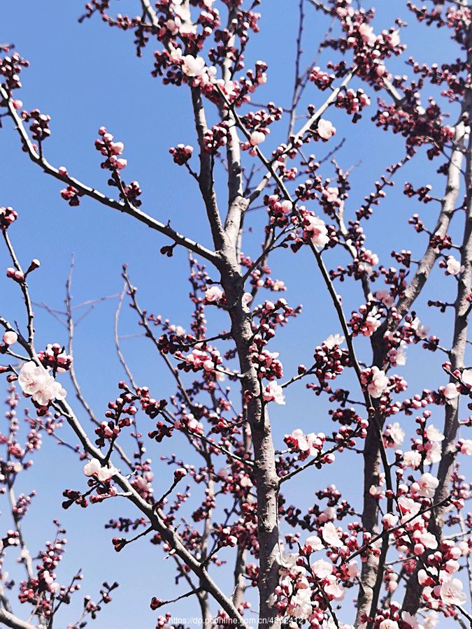 《七律 杏花》文/高敬求（图2）