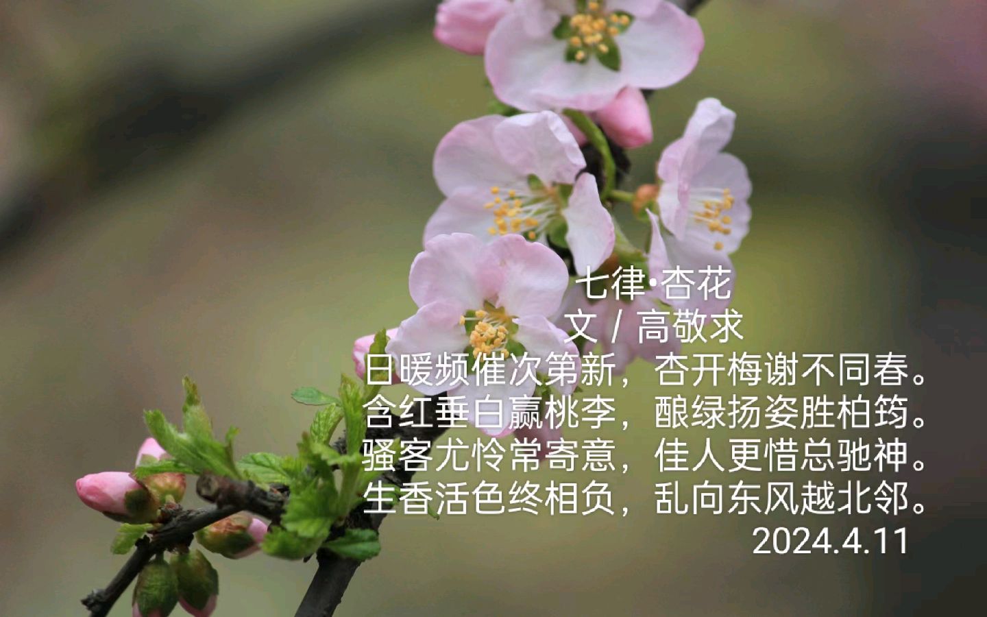 《七律 杏花》文/高敬求（图4）