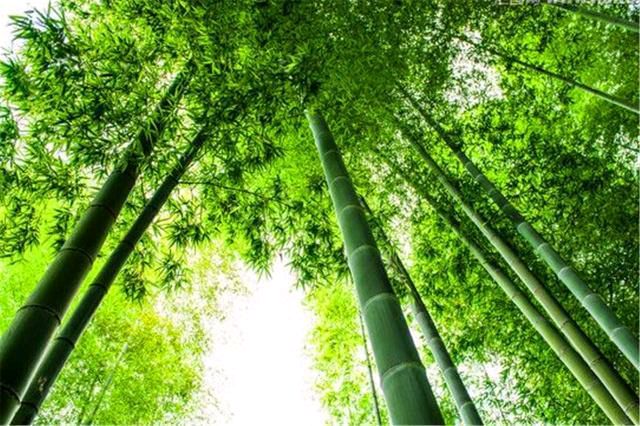 【新山东文学社】《竹》作者/艾妮 主播/海豚（图3）