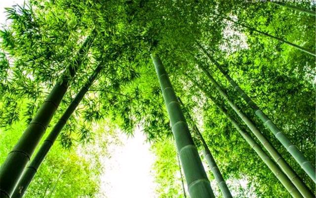 【新山东文学社】《竹》作者/艾妮 主播/海豚（图5）