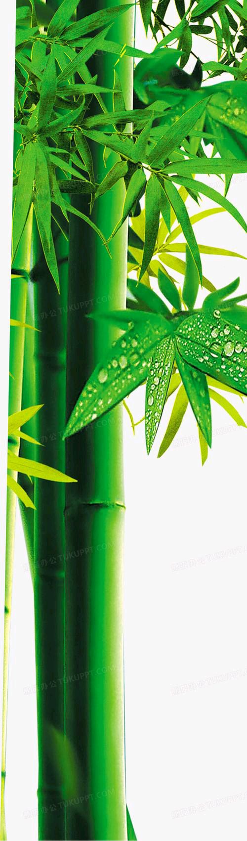 【新山东文学社】《竹》作者/艾妮 主播/海豚（图4）