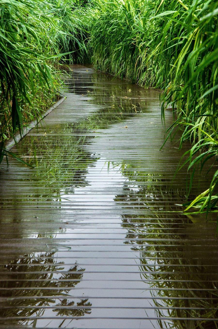 雨中随想ll文/晓犁ll诵/老菩提(图5)