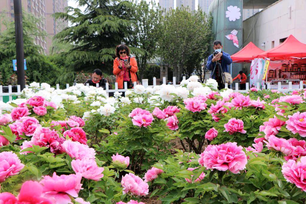 石家庄市藁城区诗词协会四十二期同题诗《牡丹》（图10）
