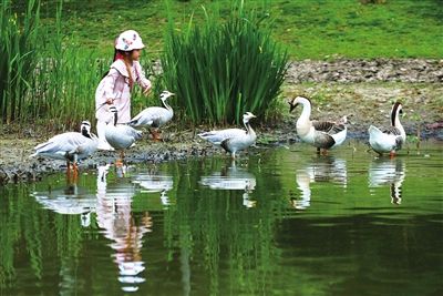 《春风为伴》作者:田歌。配乐:以春风为伴《配音画面》。[中国现代诗歌文化传媒]（图10）