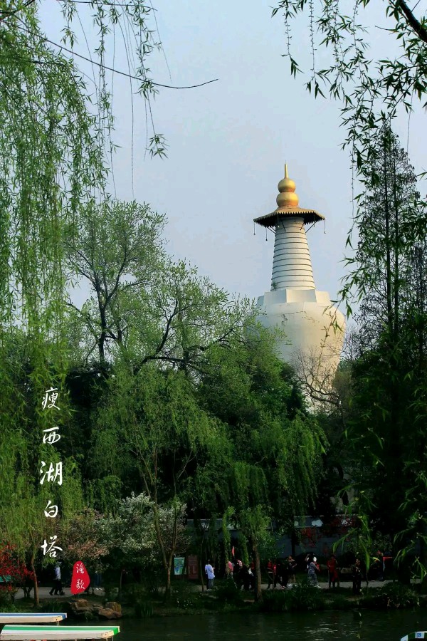 请欣赏五位金牌主播倾情朗诵雨的季节老师的作品《美哉瘦西湖》编辑//海纳百川【中国长江文学社】有声文学平台【第8398期】（图12）