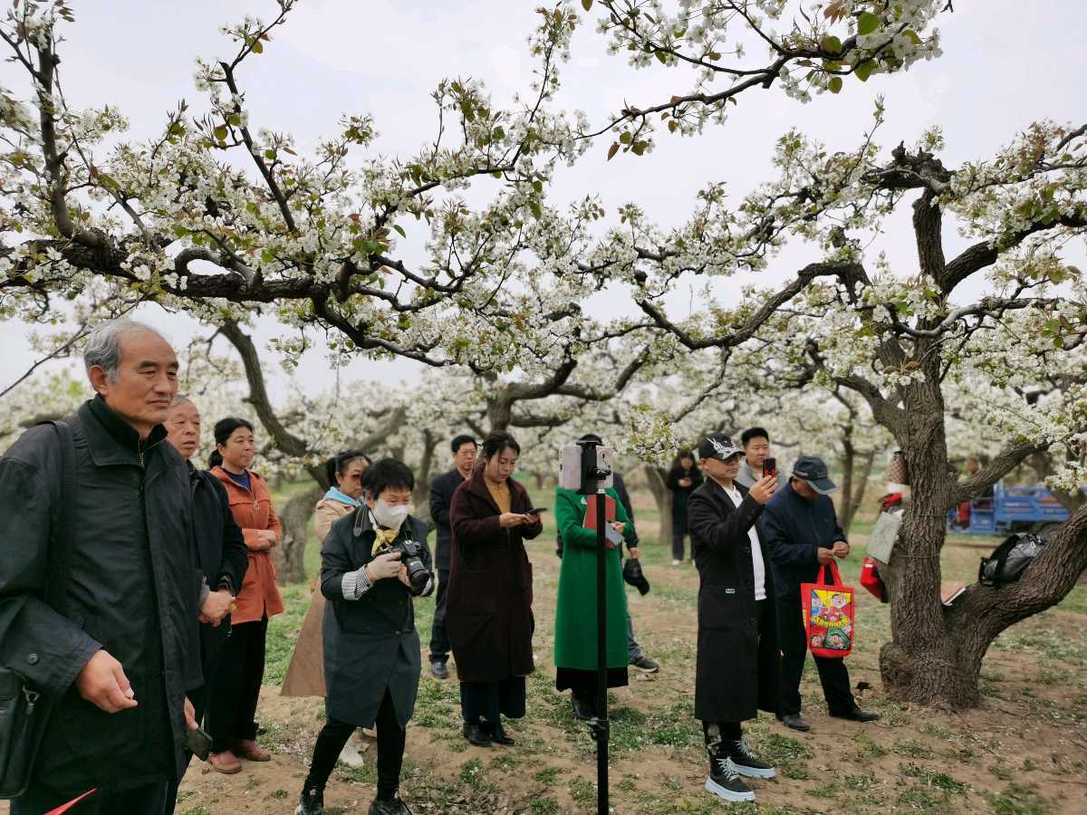 特刊：古梨园赏花-中华诗经阁采风团诗联｜视频｜图片集锦（图4）