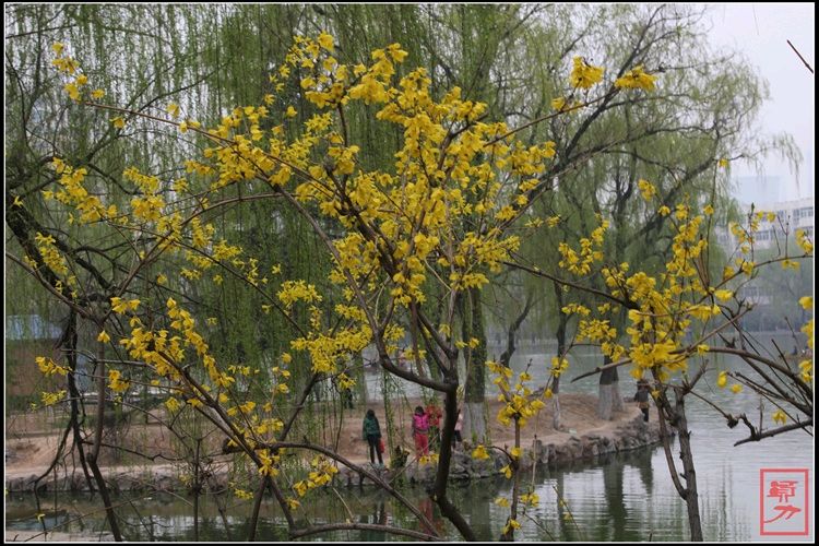 《柳戏迎春花》作者：郭小林。配乐：东北语言《柳戏迎春花》。[中国现代诗歌文化传媒]（图7）