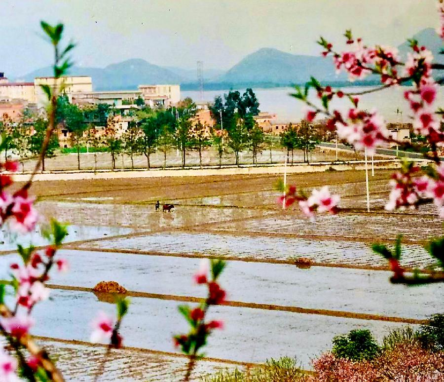 ［故乡记忆 ］黄啟榉 ．图／文｜ 陽 春 三 月
