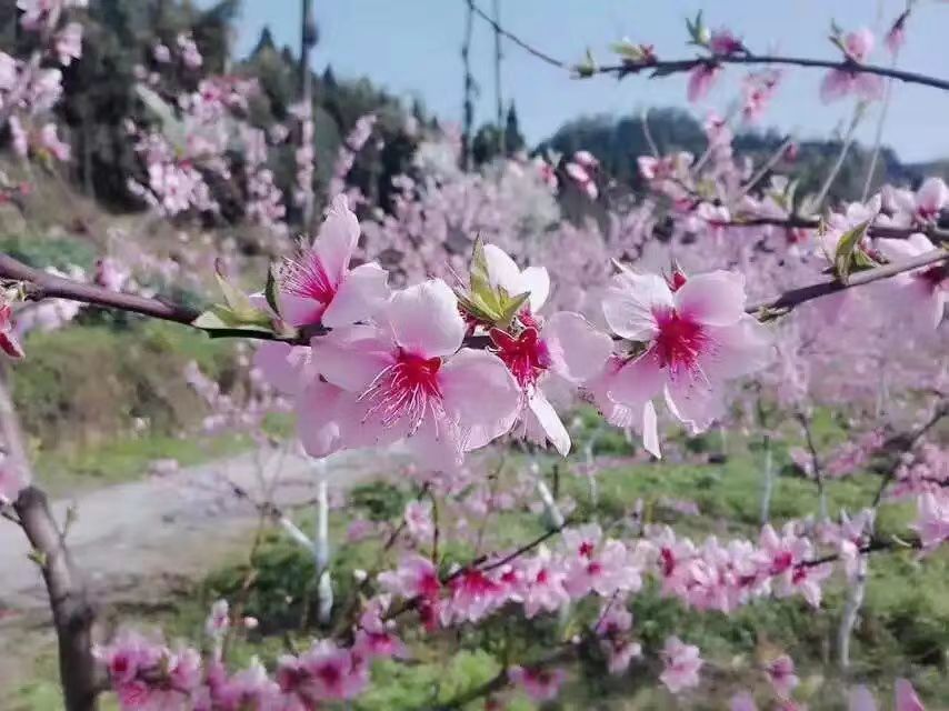 【九月茶韵文学诗社】2024——022《等你 许我一场春暖花开》作者 刘林丽 朗诵 玫瑰 编辑制作刘林丽(图9)
