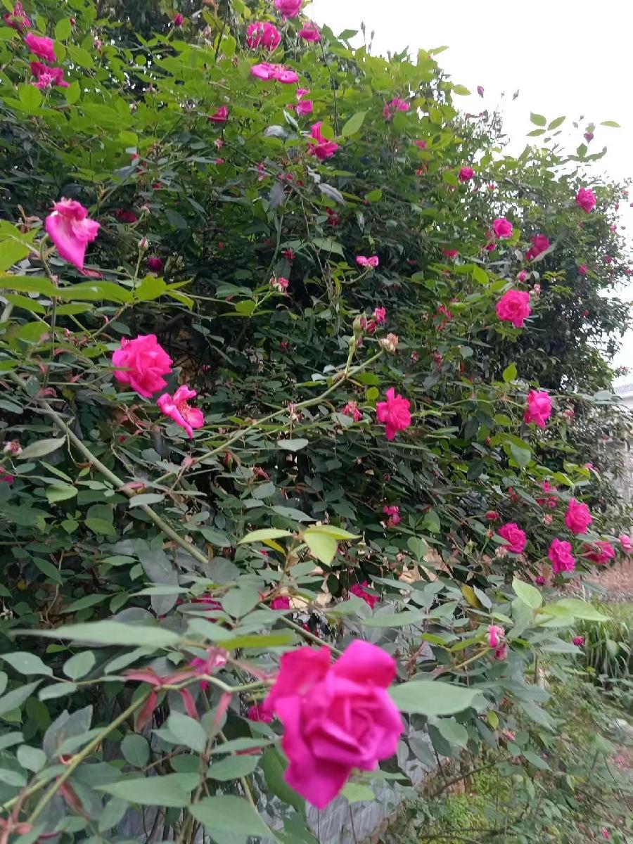 和风细雨月季红（图5）