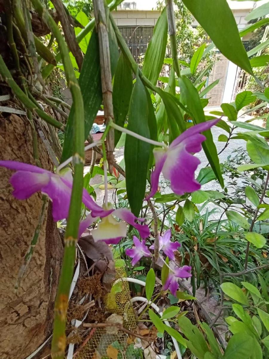 和风细雨月季红（图4）