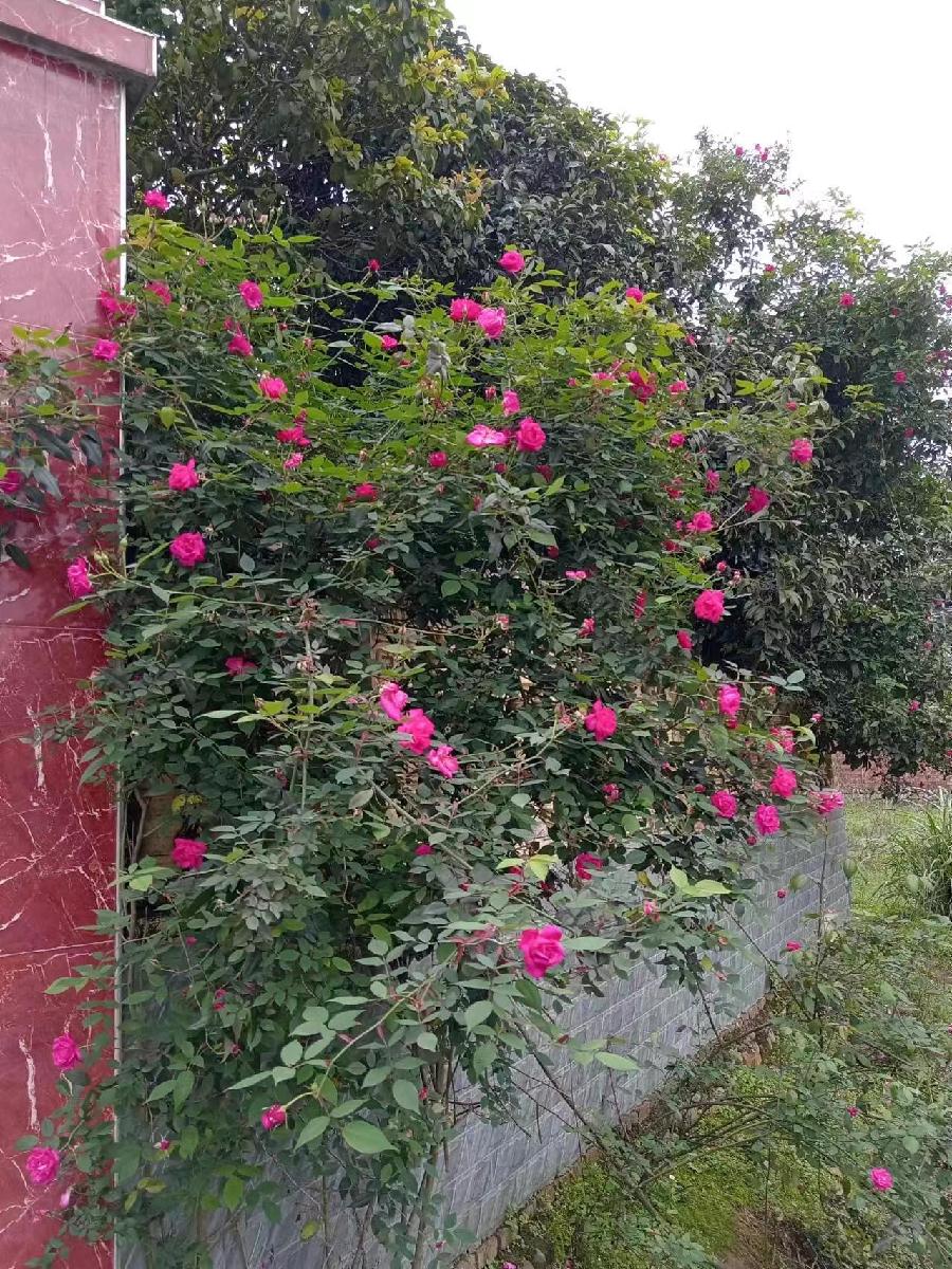 和风细雨月季红（图6）