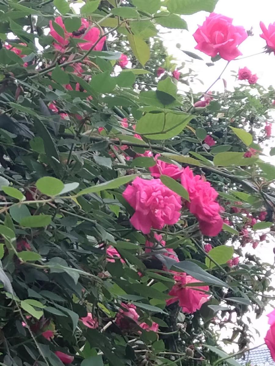 和风细雨月季红（图7）