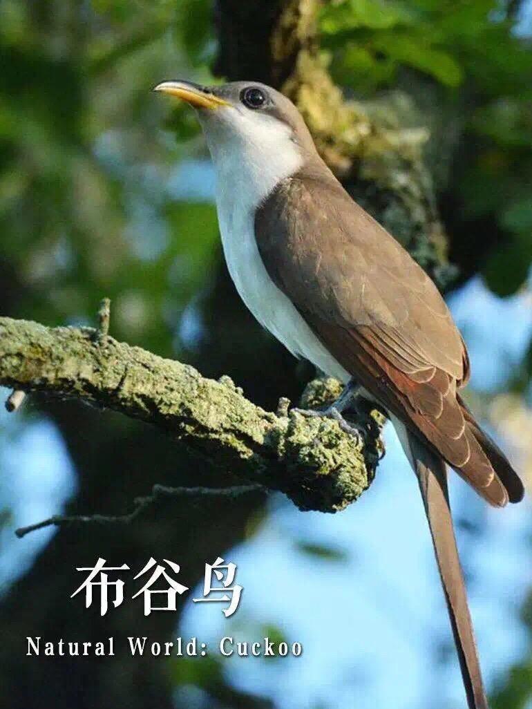 七律-春日景和～诗||真诚（哲林）（图12）