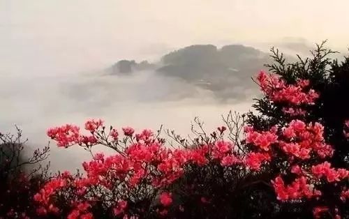 七律《杜鹃似火》七律《映山红》诗情画意(广东)（图4）