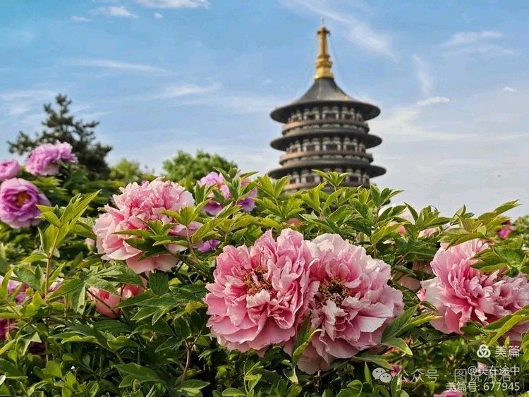 来洛阳上一堂文化课