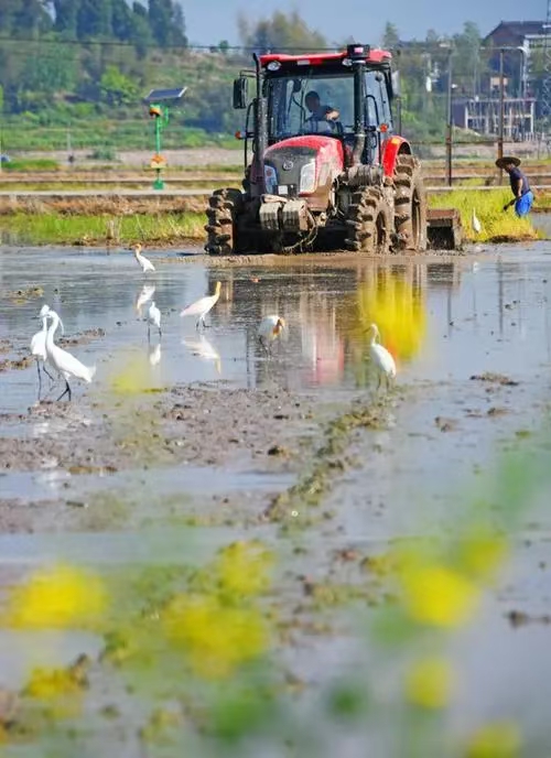 玉蝴蝶·时近谷雨（文/许碧霞）……莲叶之珠文学社