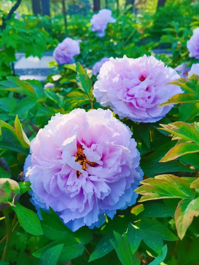 【茌山诗苑】山东林伯虎‖四月牡丹花盛开