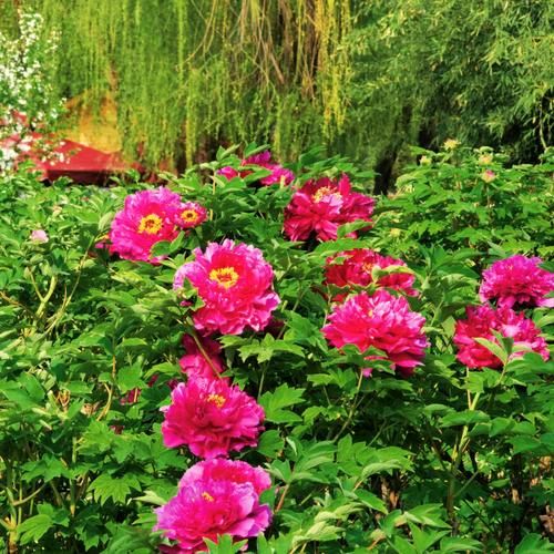 【茌山诗苑】山东林伯虎‖四月牡丹花盛开（图3）