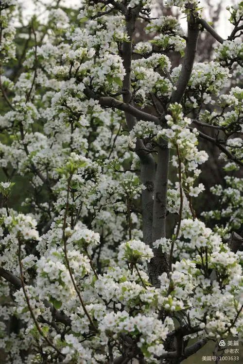 《七律 梨花》作者/吴云钦（图3）