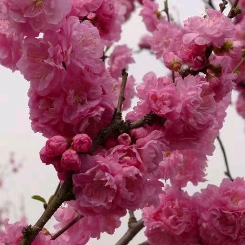 作者:张传喜《樱花吟》《姹紫樱花》9492期~新京都文艺