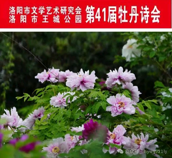 2024年 第41届王城牡丹诗会邀请函（图2）
