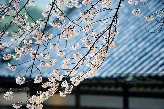 【莲子诗语】||白金艳:浅夏随想(古风美文)(图4)