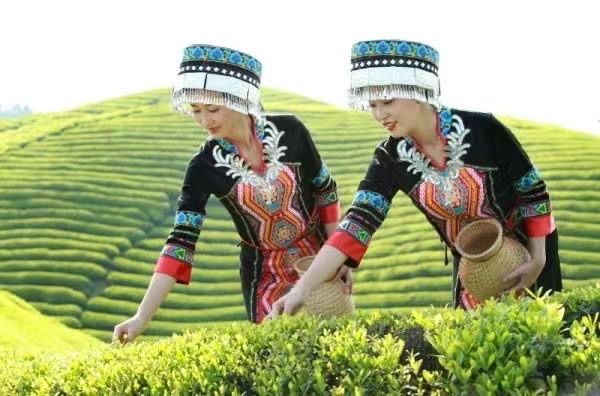 阅诗童/山之子江花博士佳作《鹧鸪天. 土家姑娘采茶忙》奉和而作《鹧鸪天. 茶韵》词：刘佳银【世界诗歌研究院】世界诗人名人展10911期（图3）