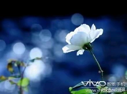 《一茶一书一知己》作者：龙游天下。朗读者：于凤霞（我还是我）。[中国现代诗歌文化传媒]（图38）