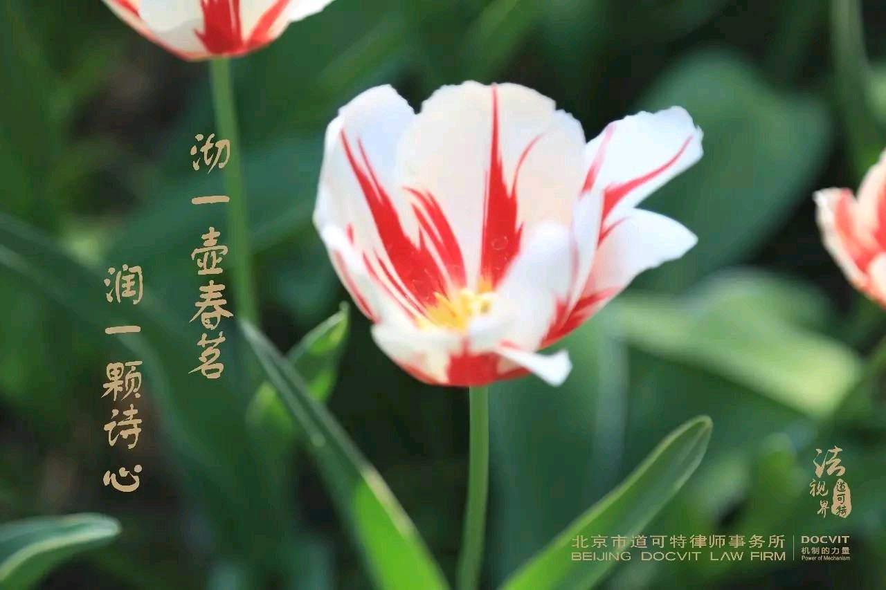 《一茶一书一知己》作者：龙游天下。朗读者：于凤霞（我还是我）。[中国现代诗歌文化传媒]（图41）