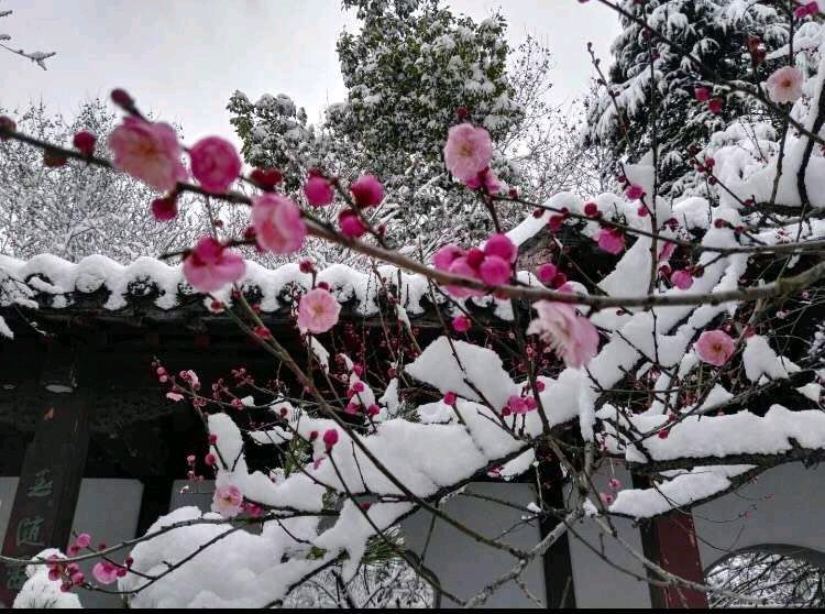 【诗生活·上海头条】古韵飘香124期（图14）