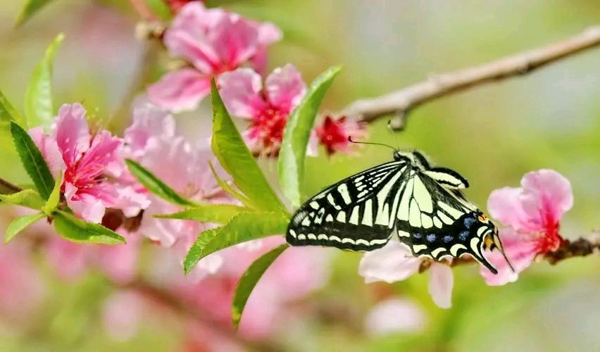 【明心文学】朱海明·十里春风桃花红·诗词五首 主播·舒心快乐（图5）