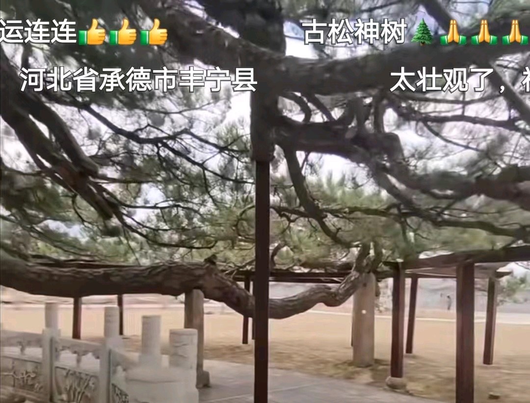 天下第一奇松――承德丰宁九龙松 | 文 / 梁玉科