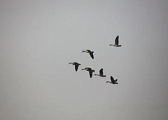 五绝·春雁(文/冯清明)……莲叶之珠文学社