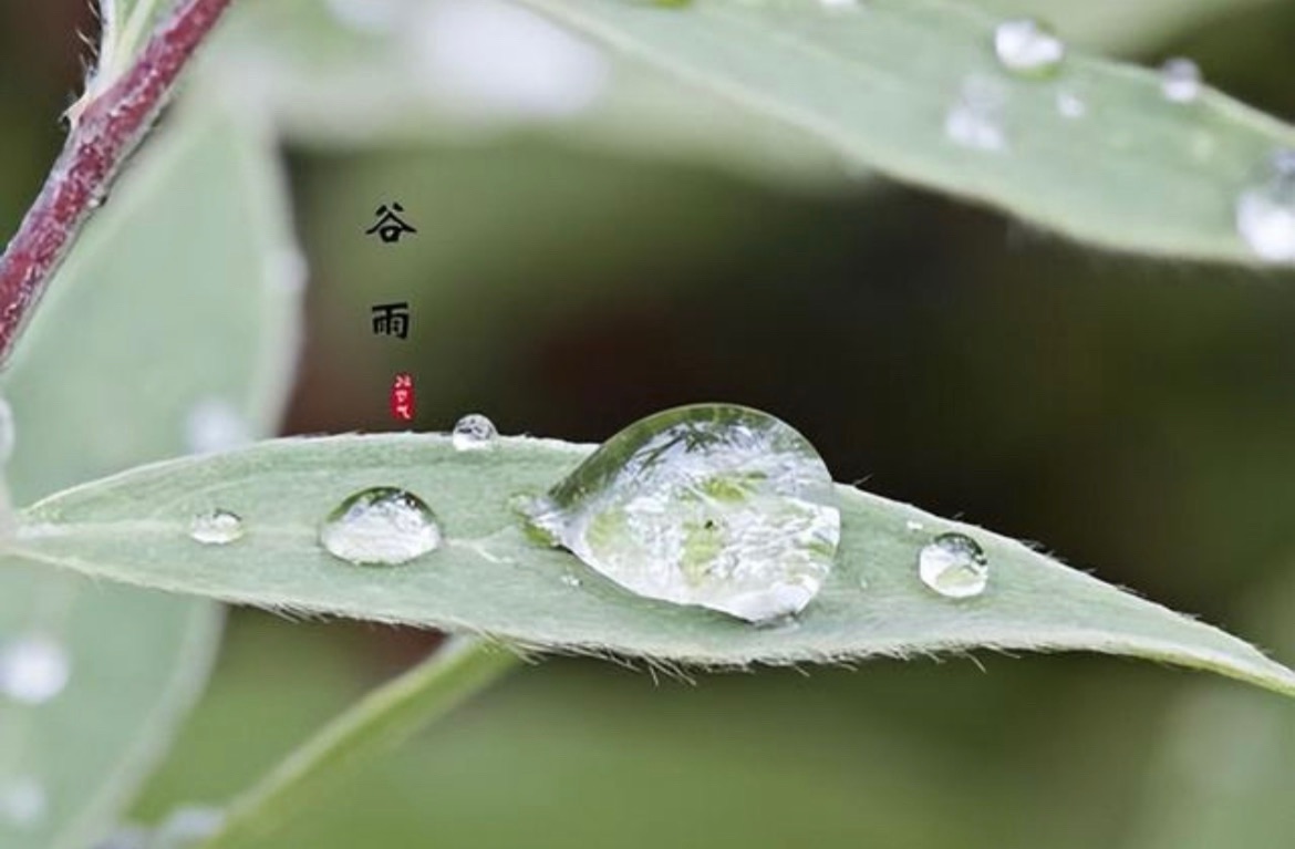【新诗大观】谷雨||文/东方星辰(湖北)(图2)