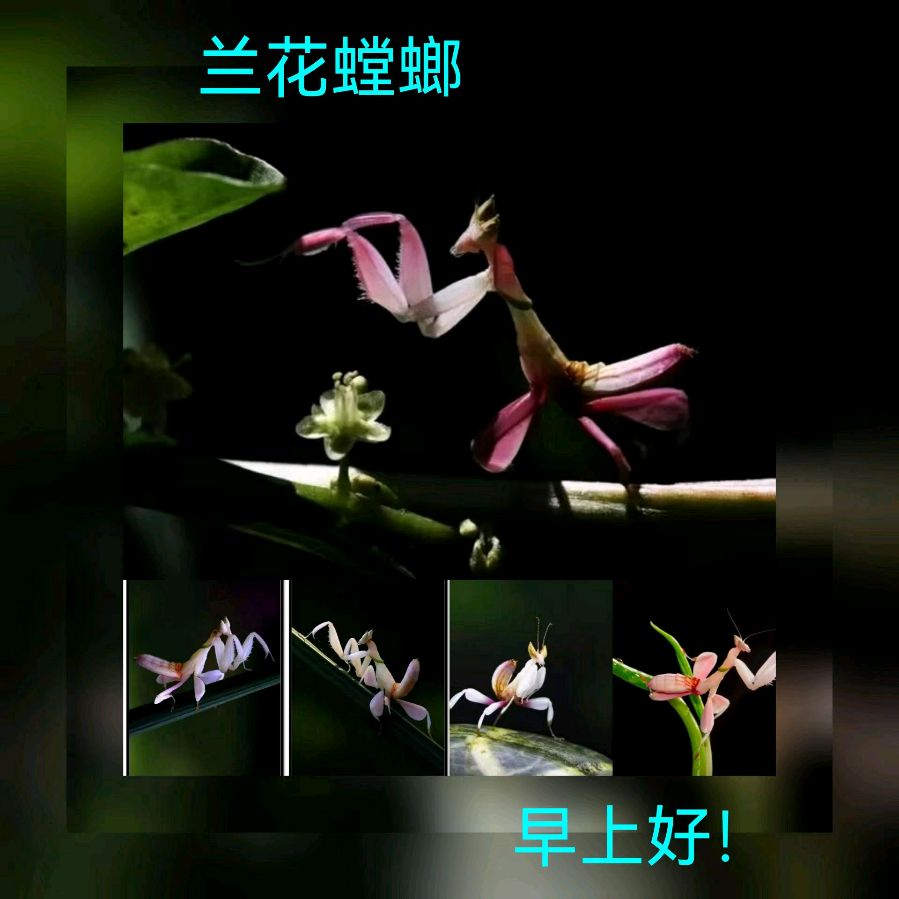 联机全球发布马洪武作品欣赏（图106）