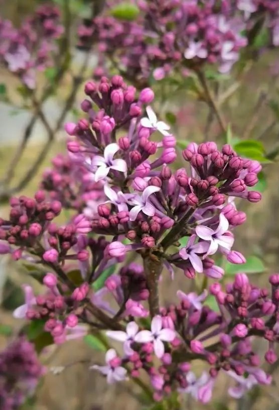 吟丁香花～诗||吴永良（图9）