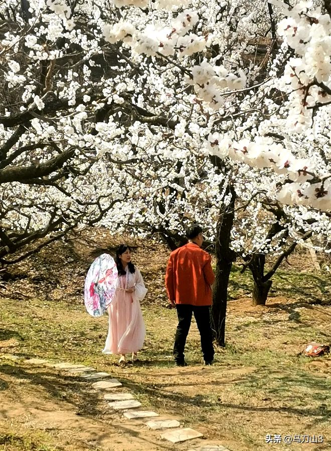 《丛花杏花》作者:郭小林。朗读者：蒙古人，大生。[中国现代诗歌文化传媒]（图9）