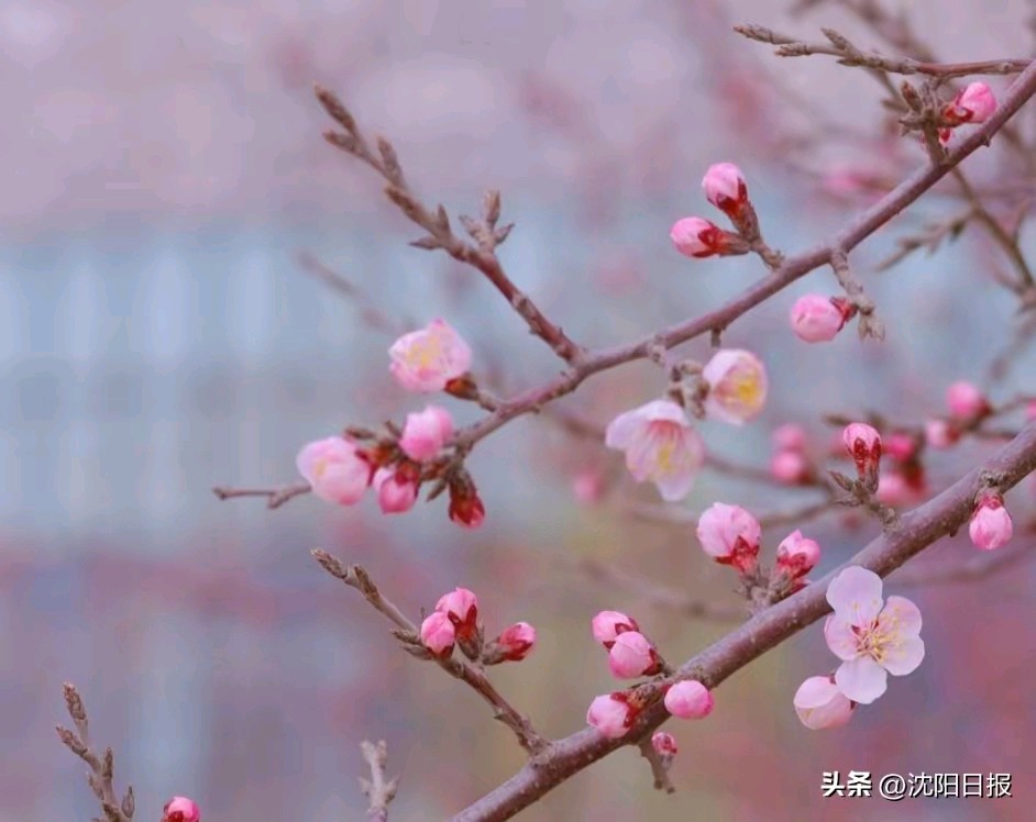 《丛花杏花》作者:郭小林。朗读者：蒙古人，大生。[中国现代诗歌文化传媒]（图8）
