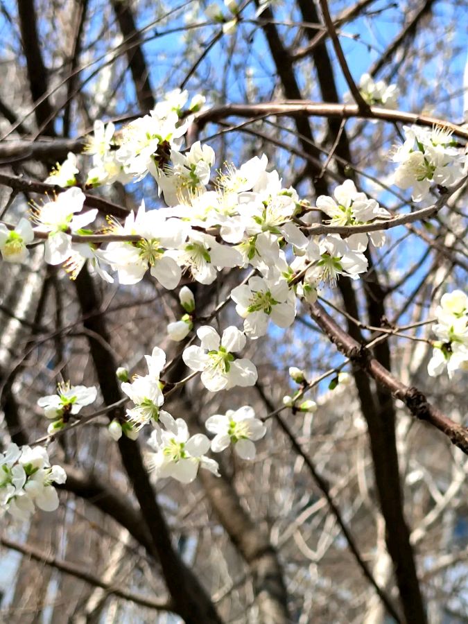 《丛花杏花》作者:郭小林。朗读者：蒙古人，大生。[中国现代诗歌文化传媒]（图10）