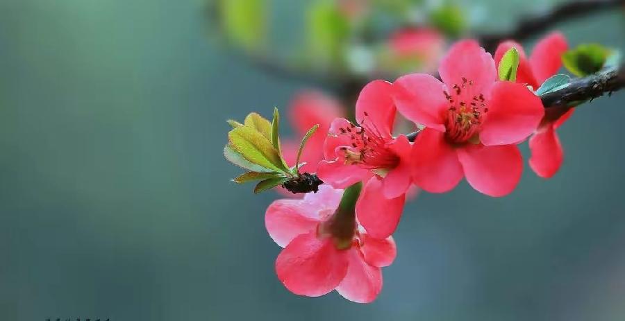 仲春嘉木赋(文/孙述考)……莲叶之珠文学社(图3)